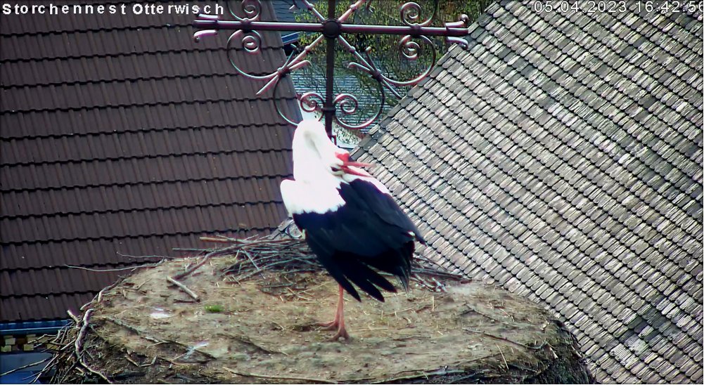 Storch 050423