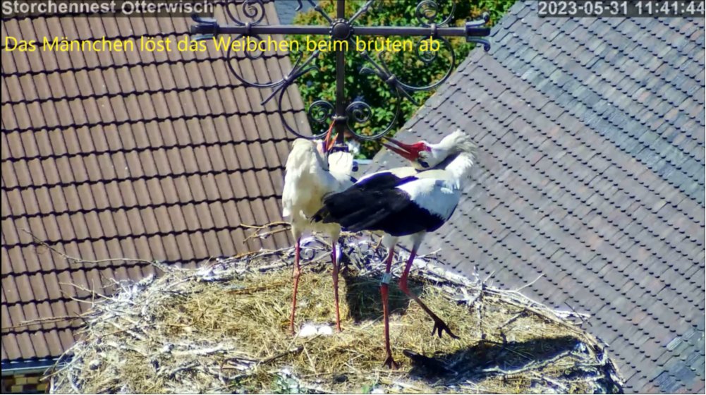 Storch Ablösung 23Std