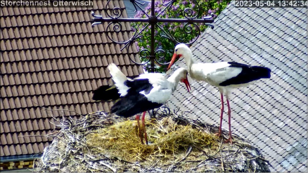 Storch Brutfleck