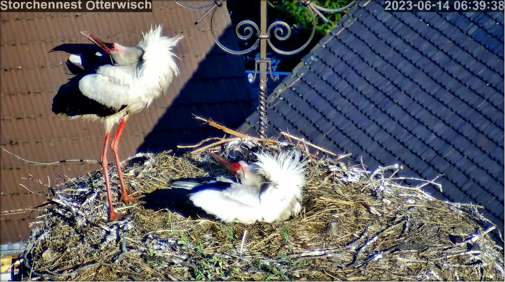 Storch Fruehstueck 1406