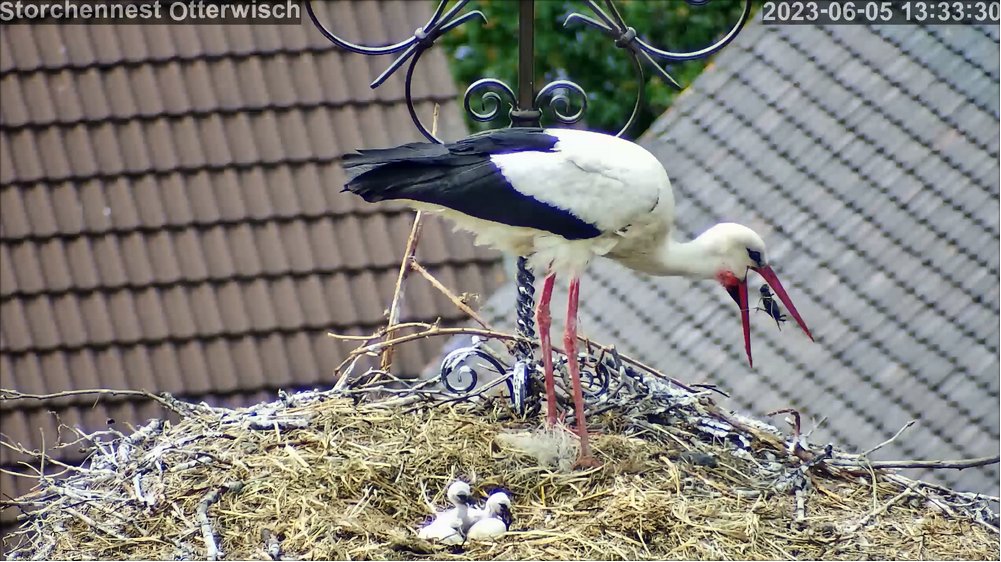 Storch Futter Junge
