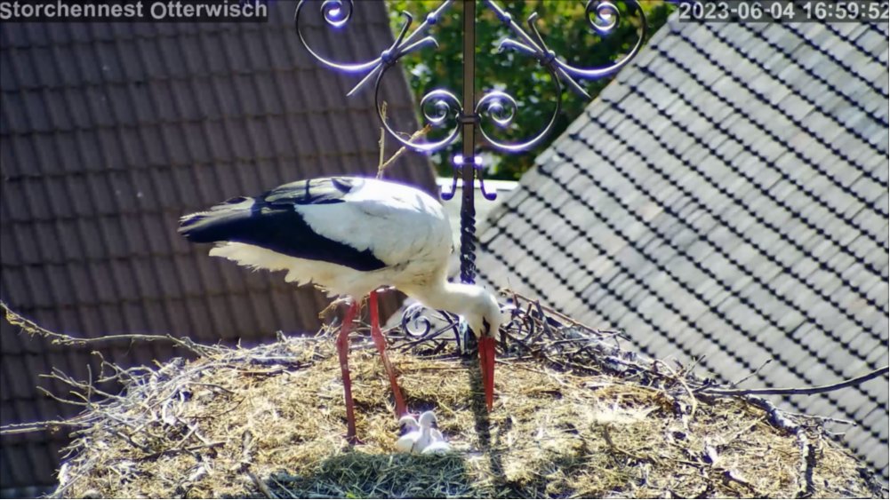 Storch Junges2