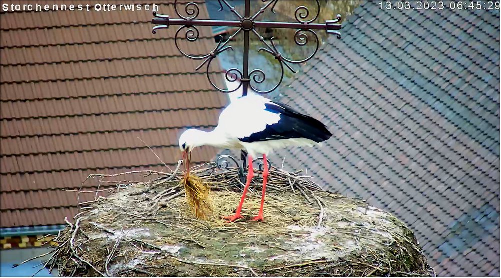 Storch Nestbau