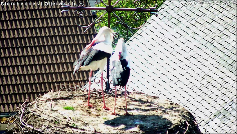 Storch Neues Paar