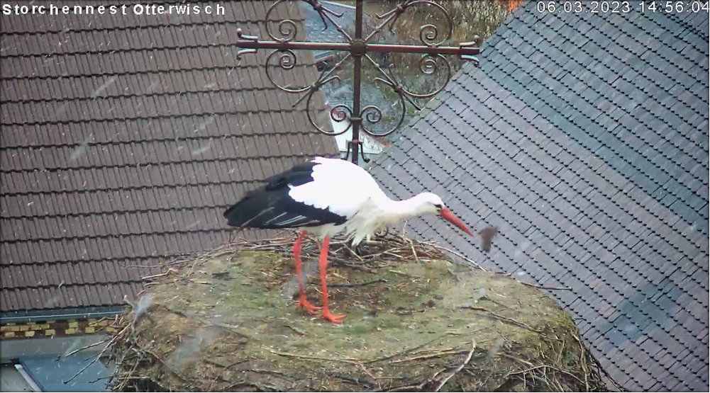 Storch Nr1x