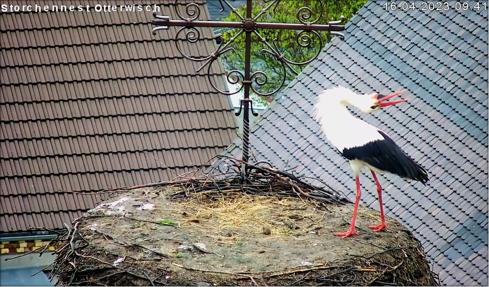 Storch Nr3