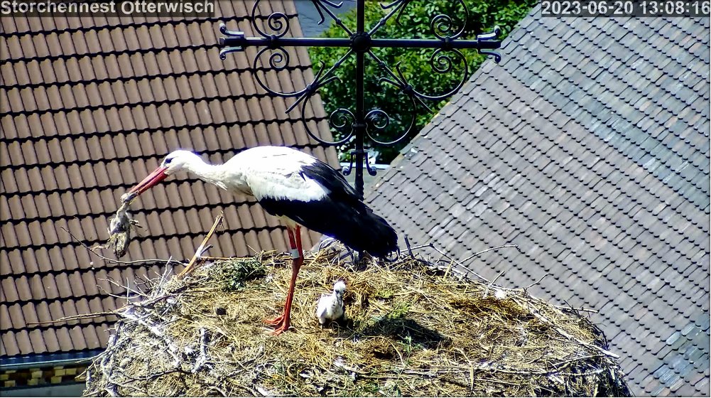 Storch Nr3 Abwurf