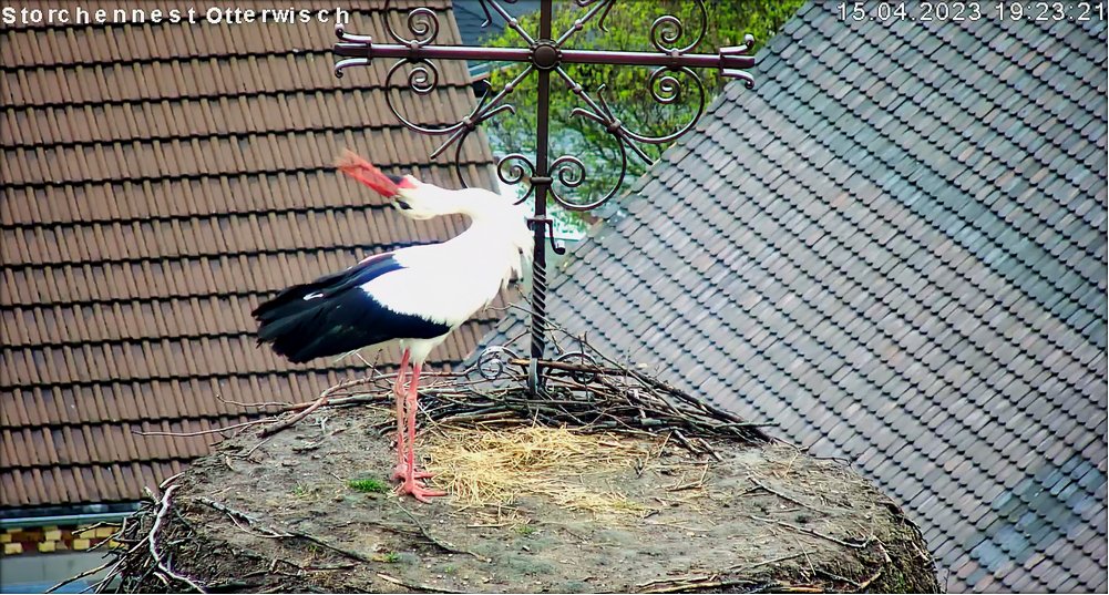 Storch Nr3
