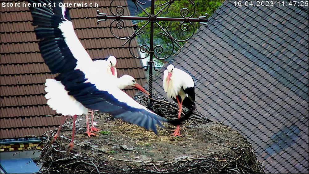 Storch Paar komplett