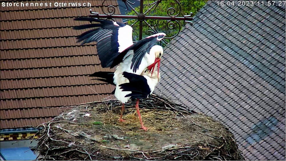 Storch Paarung