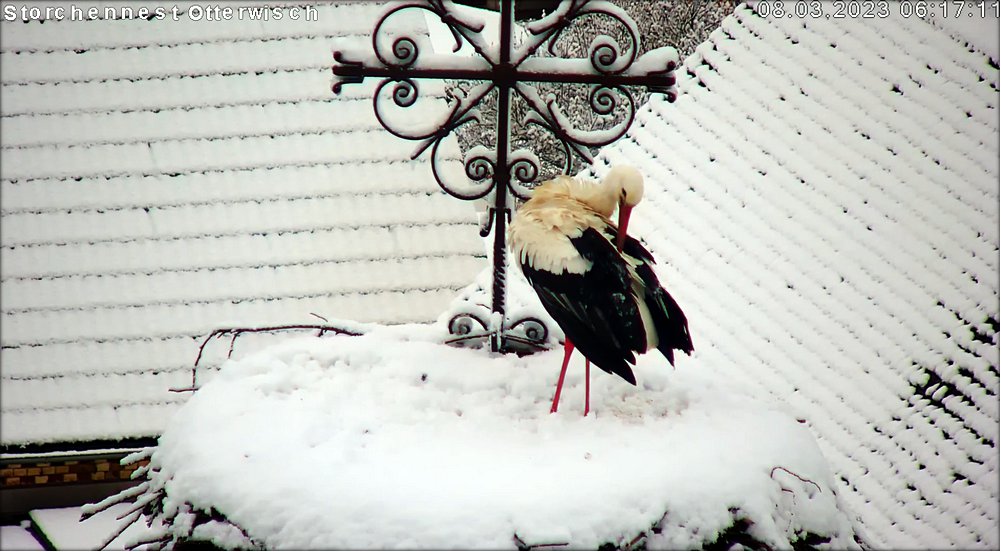 Storch Schnee Tag