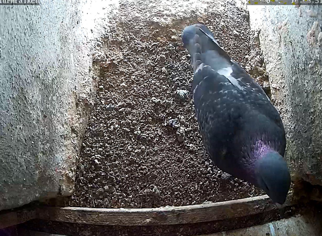 Taube im Falkennest