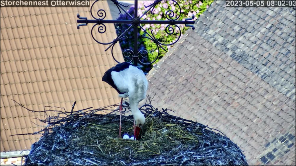 storch Ei2