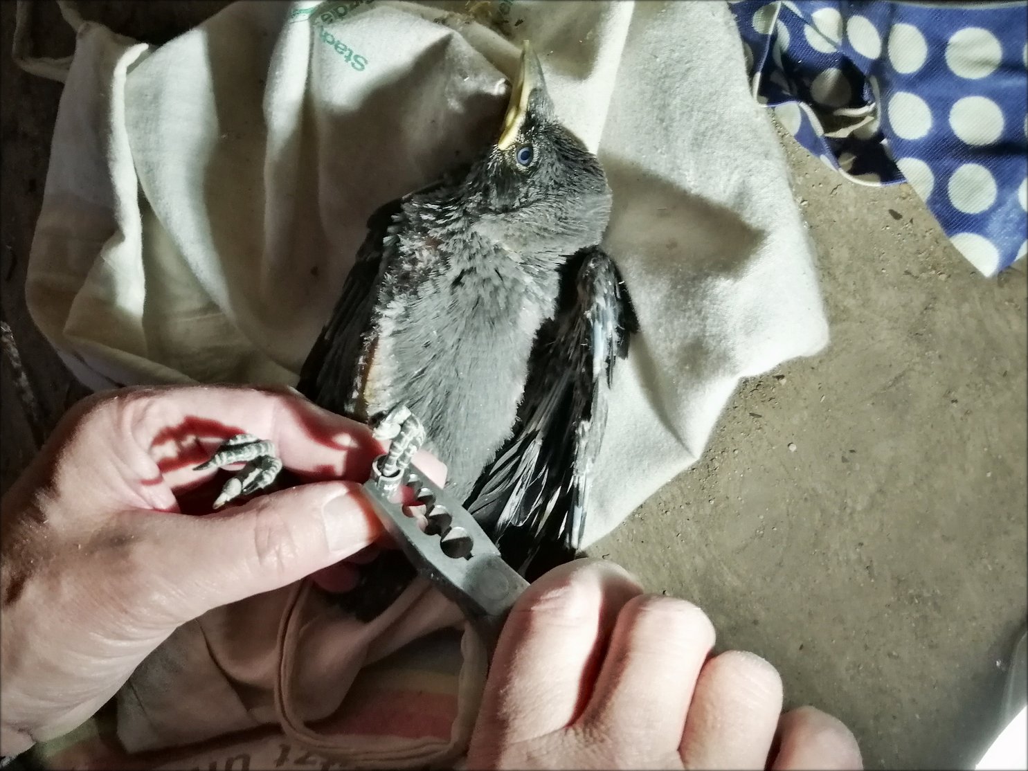 Dohle 20240518 Beringung