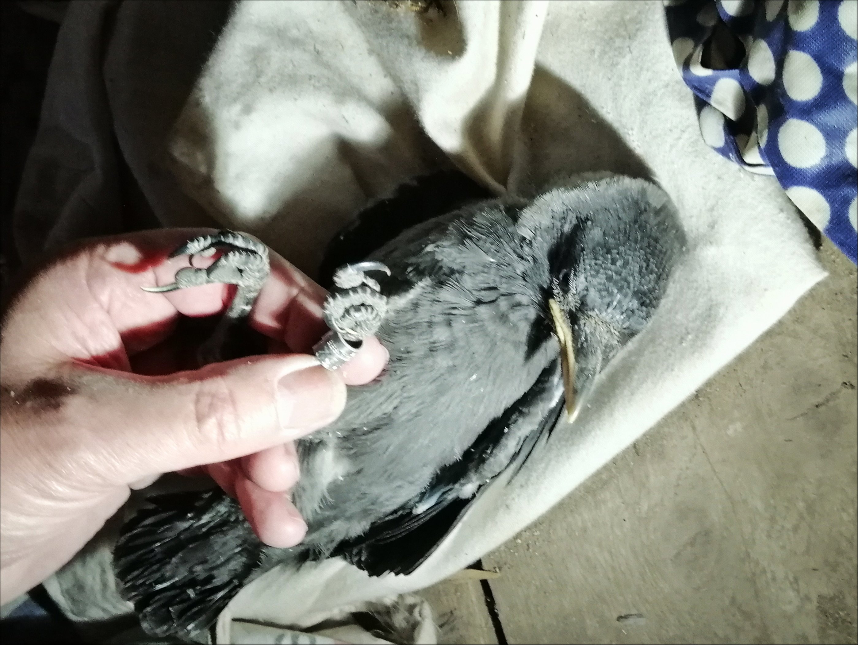 Dohlen 20240518 Beringung1