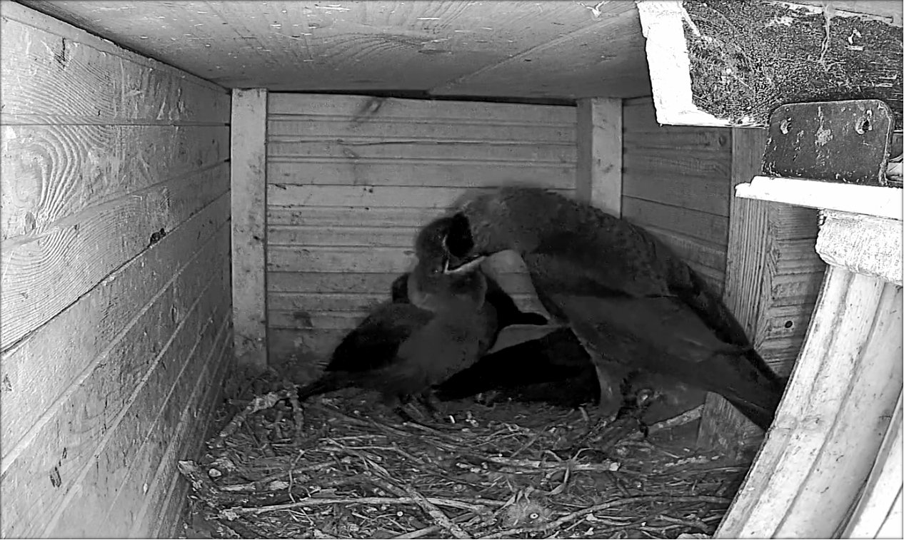 Dohlen Fuetterung 20240528