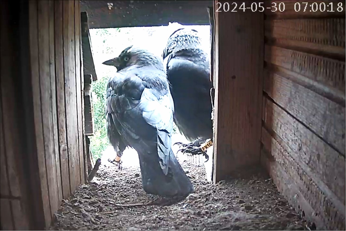 Dohlen mit Ring 20240530