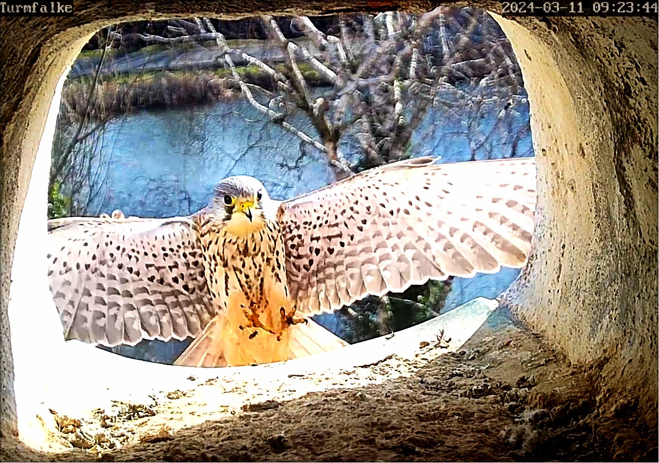 Falken110324