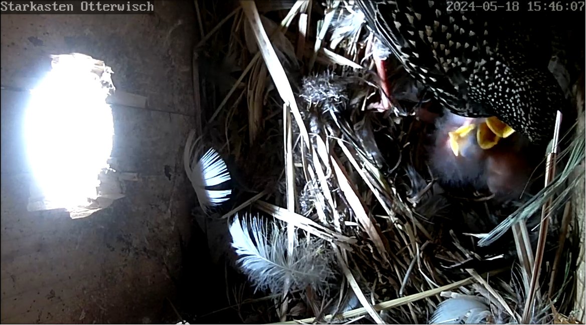 Star 20240518 Futter allein