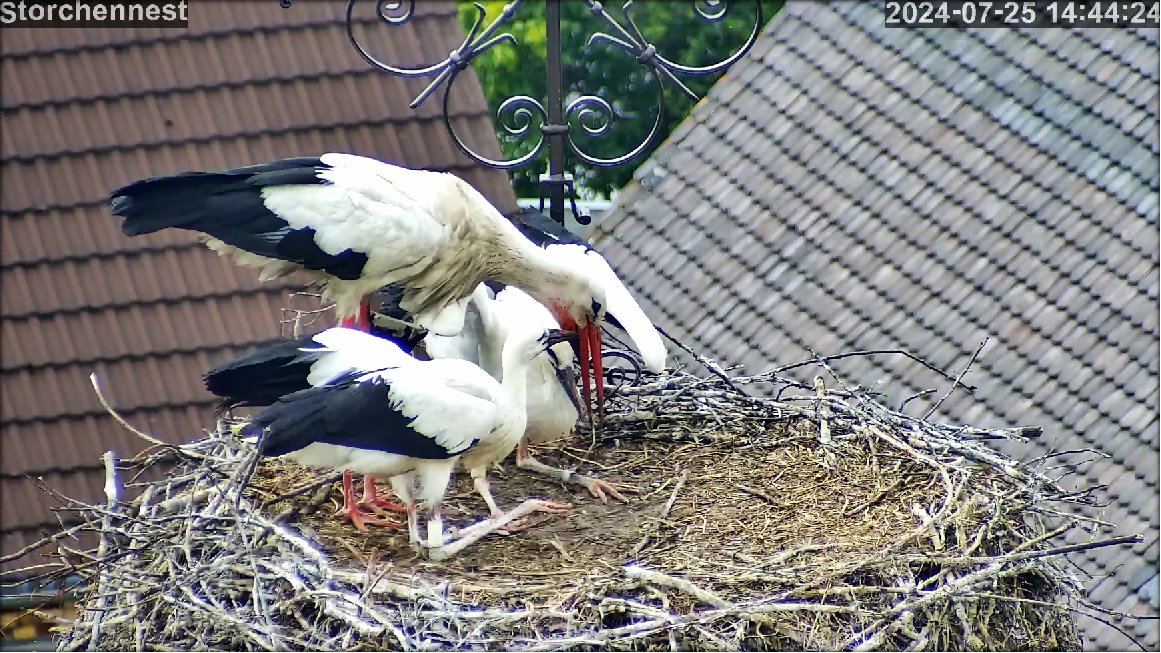Storch 20240725