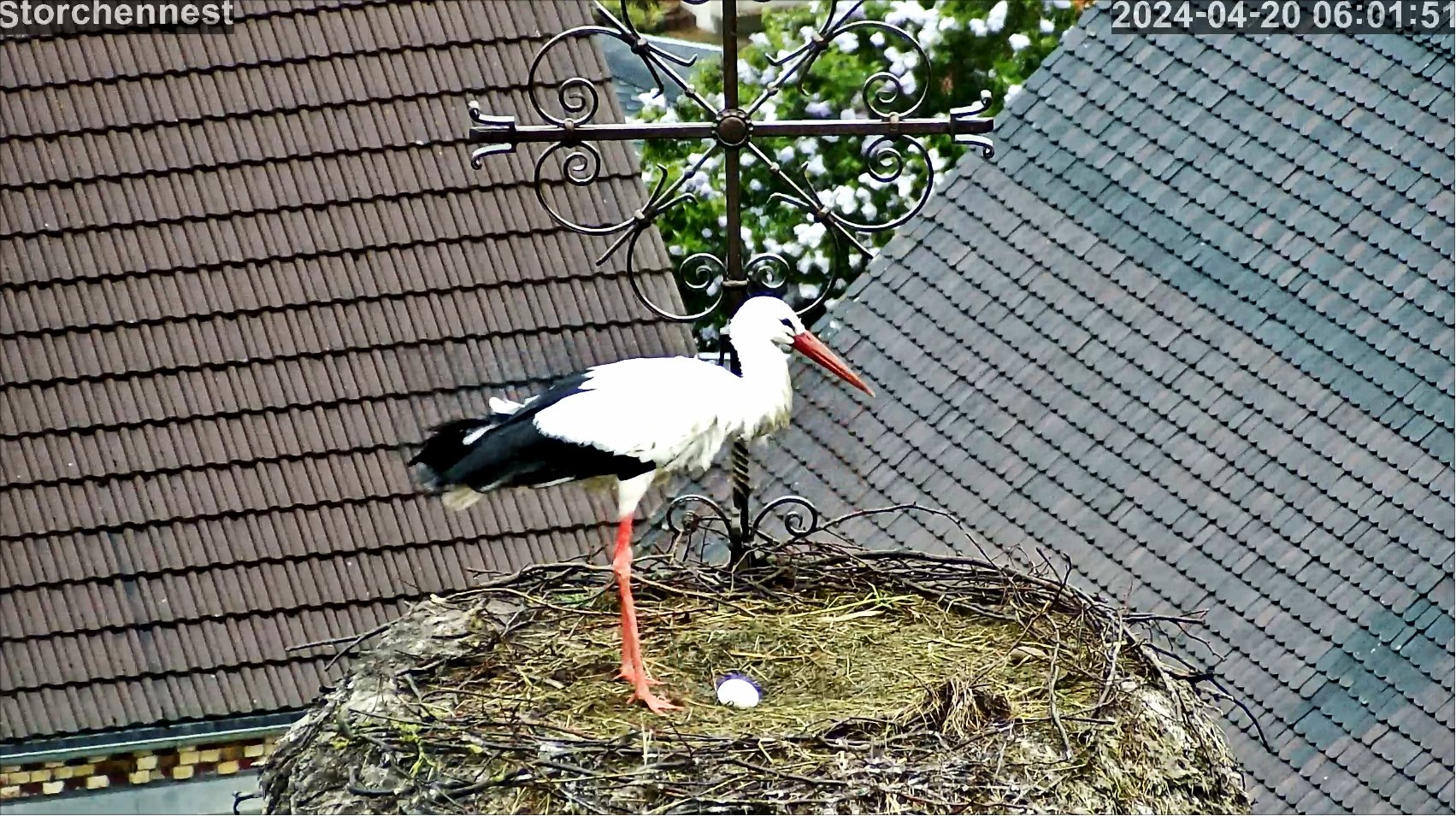 Storch Ei1