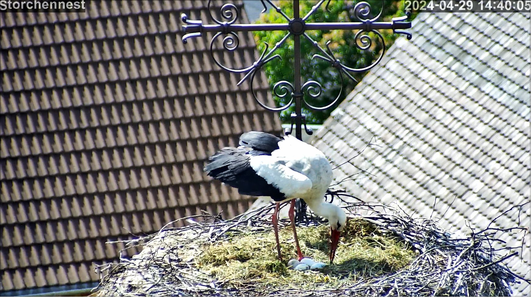 Storch Ei4 ok