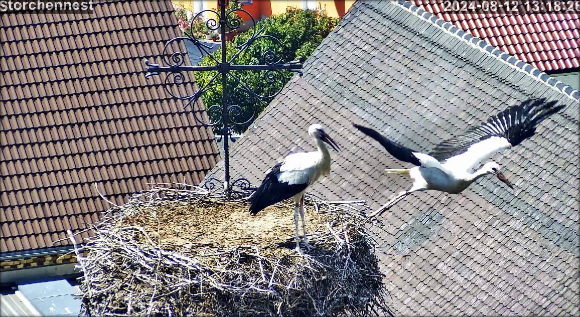 Storch Flug 0824