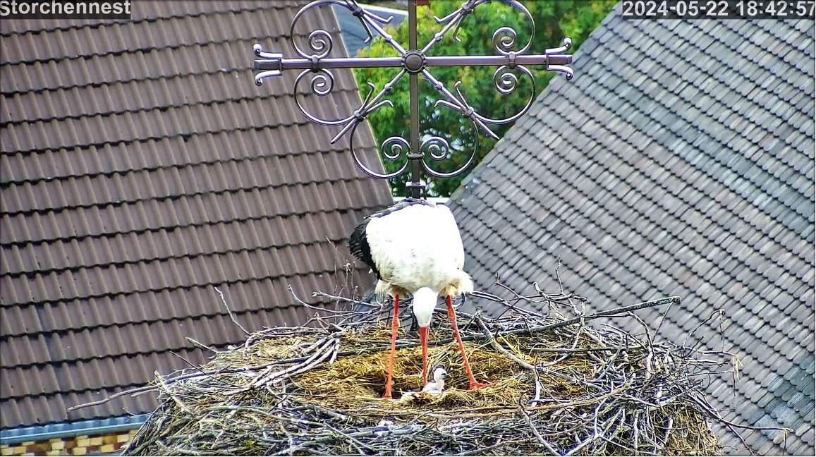 Storch Junges1xx