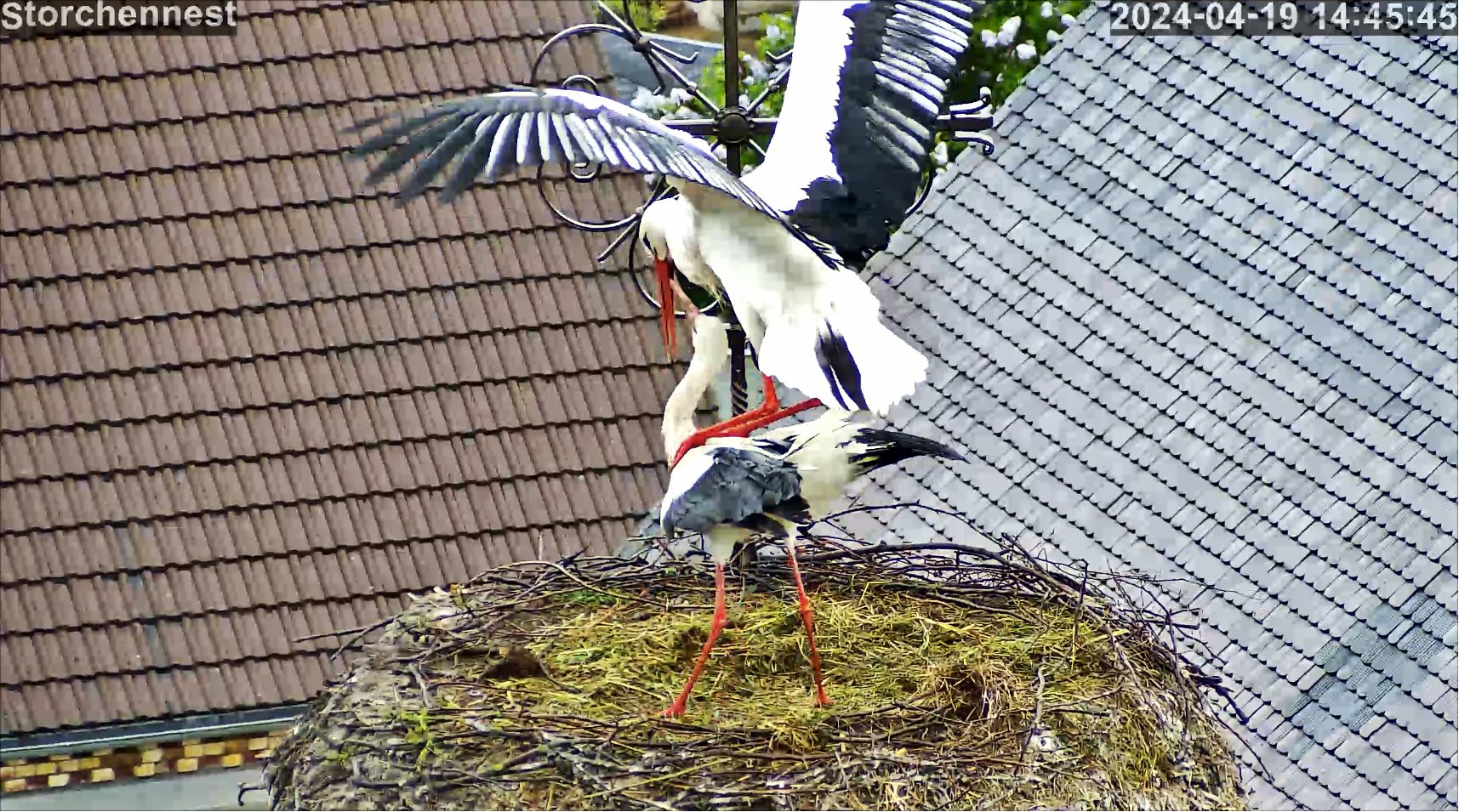 Storch Paarung 240419