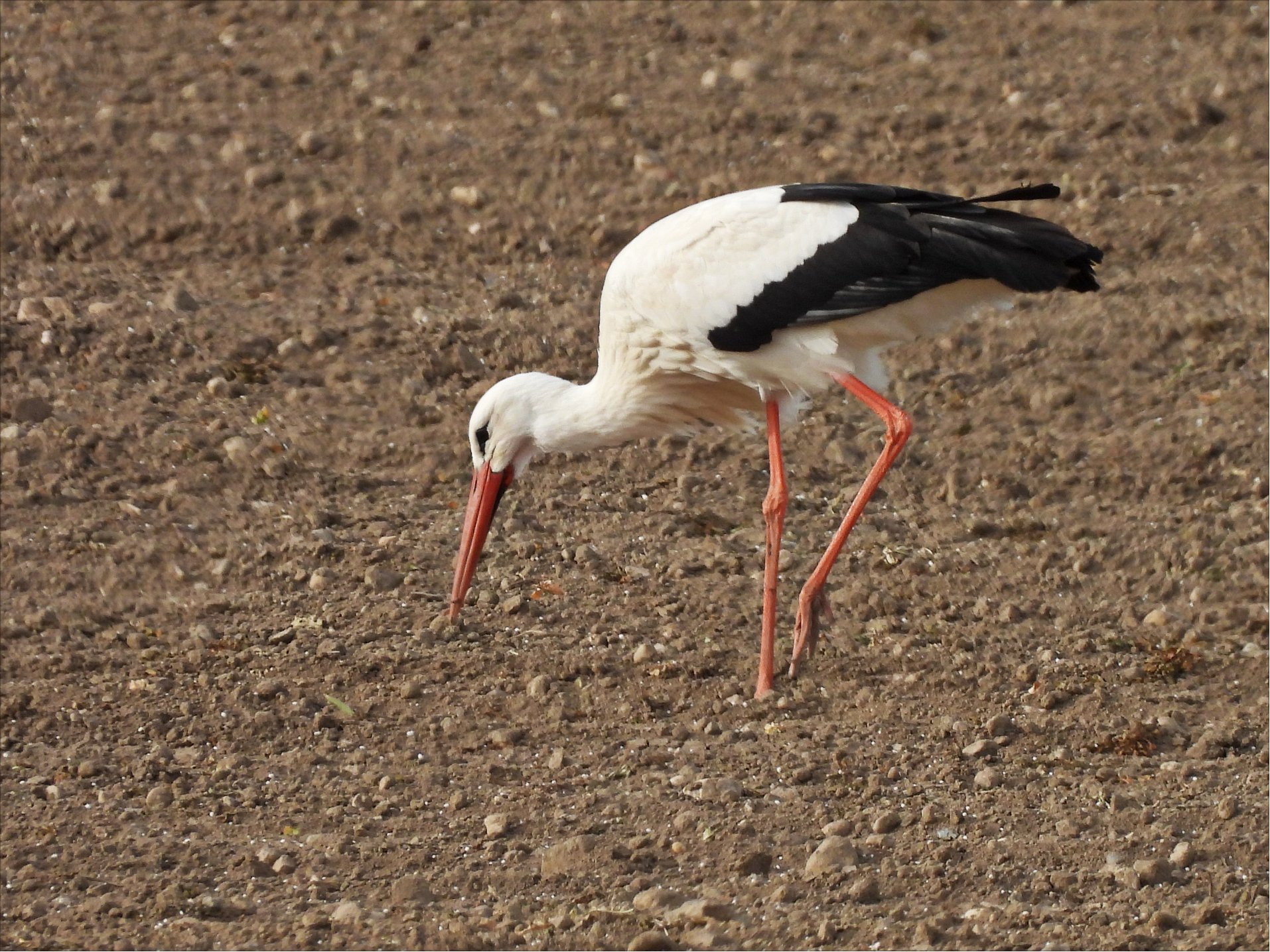 Storch allein Feld