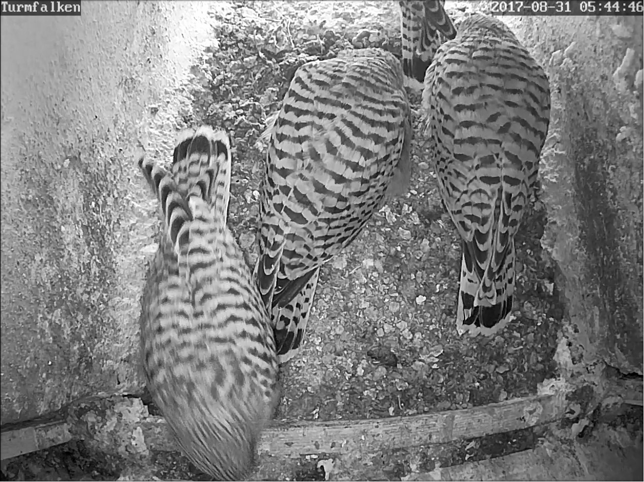 TF 20240613 alle sind selten zu sehen