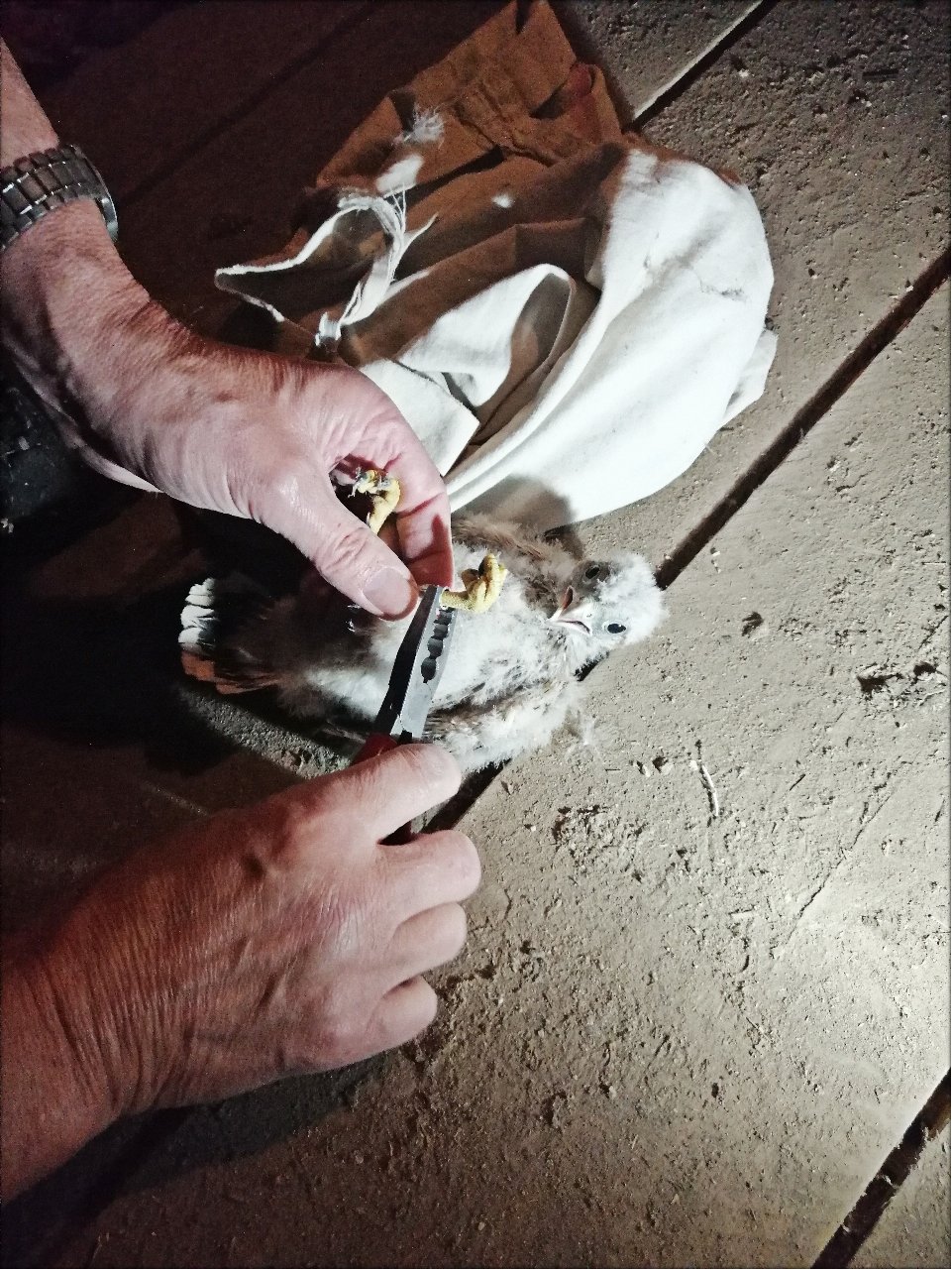 TF Beringung 20240530 125235