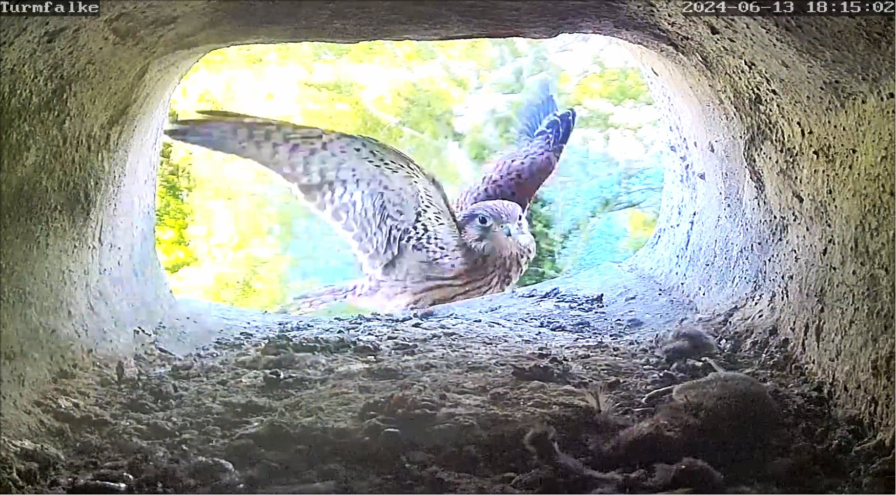 TF Fluguebung 20240613