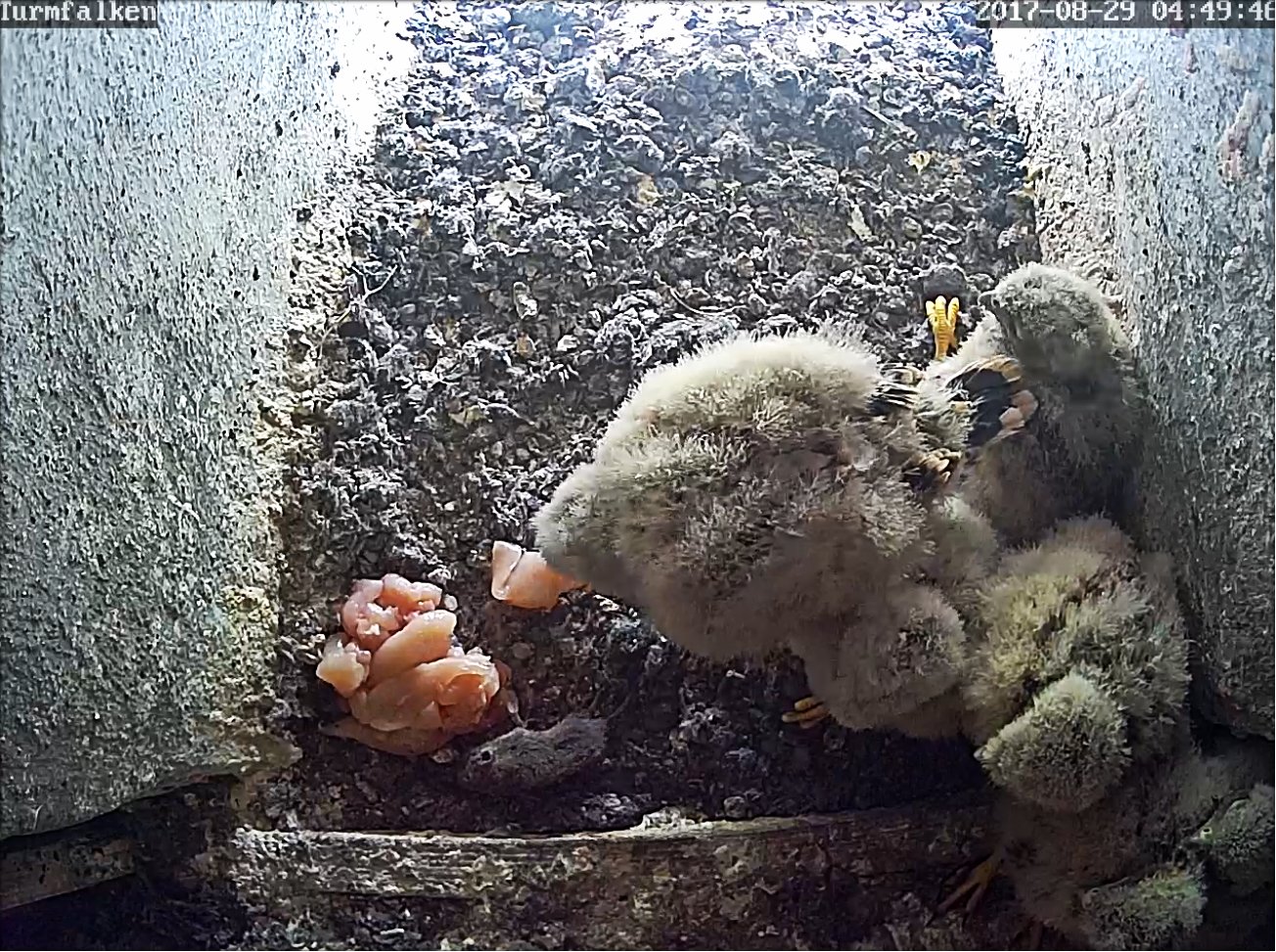 TF Futter 20240530 1